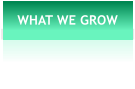 WHAT WE GROW